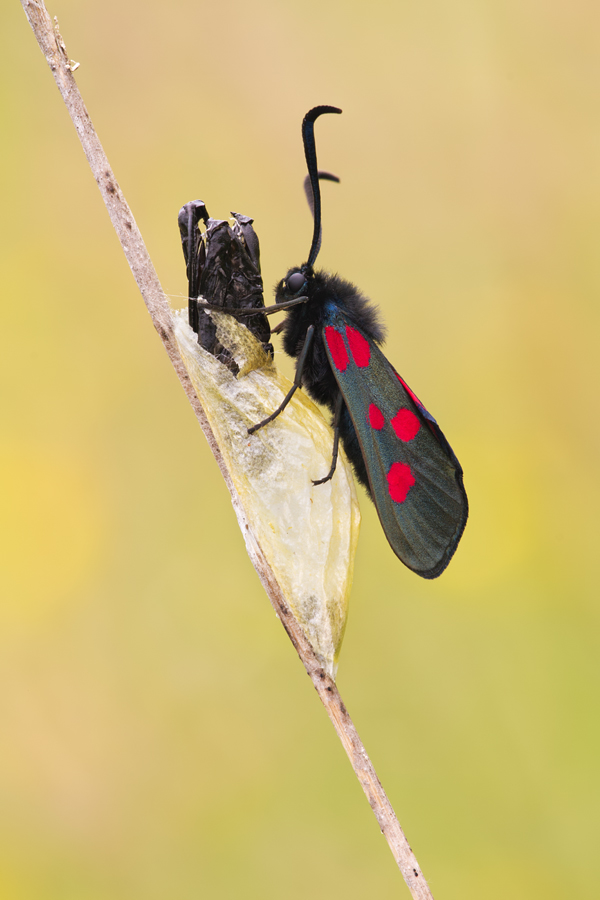 Five-Spot Burnet Moth and Cocoon 1 